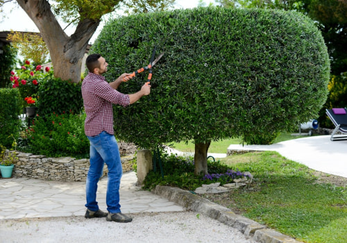 Enhance Curb Appeal with Professional Tree Trimming in Damascus